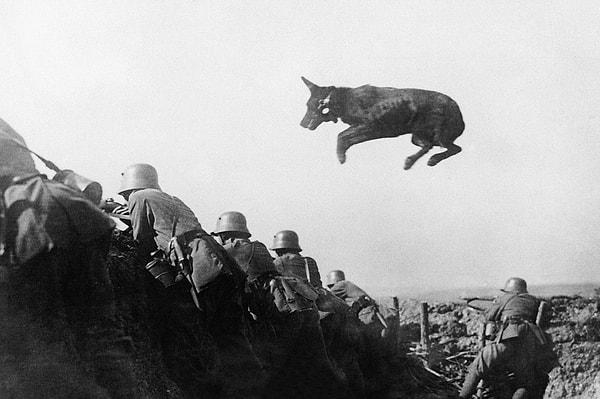 21. Alman saldırıları sırasında cepheye mesaj taşıması için eğitilmiş bir köpek, 1918.