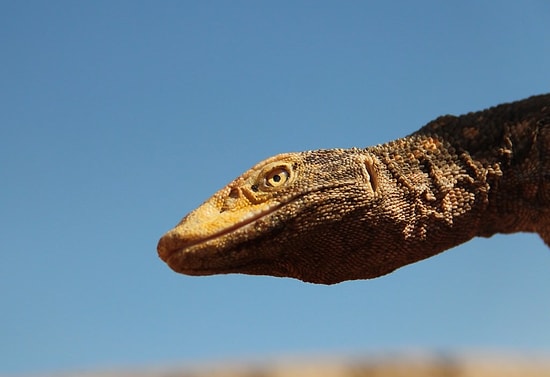 Bakanlığın Korumak İçin Çalışma Başlattığı Çöl Varanını Şanlıurfa'da Öldürdüler