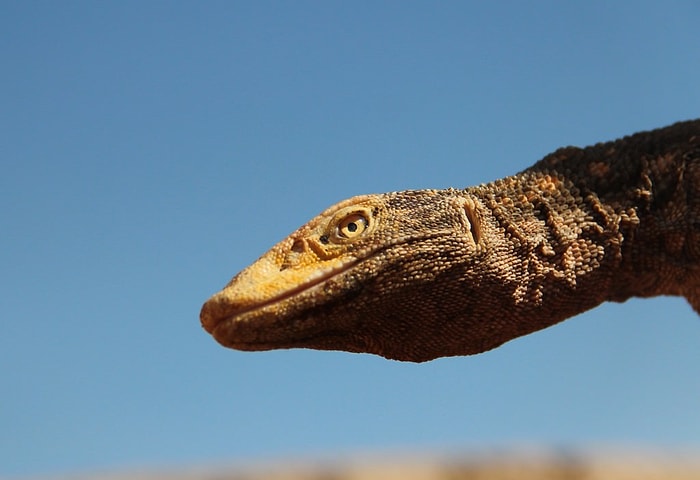 Bakanlığın Korumak İçin Çalışma Başlattığı Çöl Varanını Şanlıurfa'da Öldürdüler