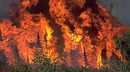 Dikkatsizlik ya da Rant Sebebiyle Geleceği Ateşe Atma Hali: 15 Adımda Orman Yangınları