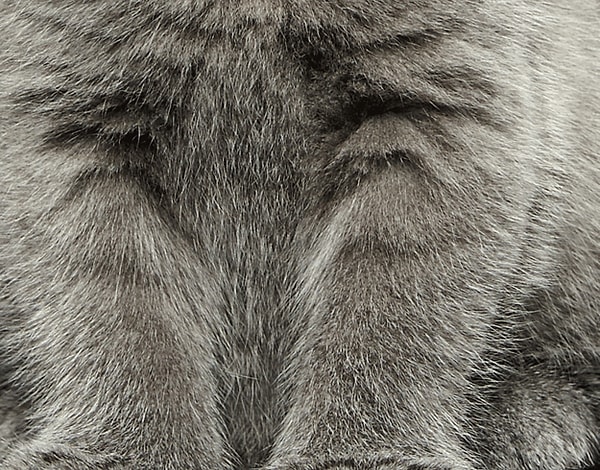 2. Этот милашка котенок или щенок?