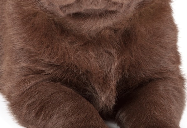 5. Этот милашка котенок или щенок?