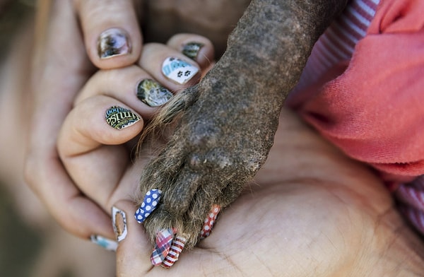 3. Коготки Химисабу.