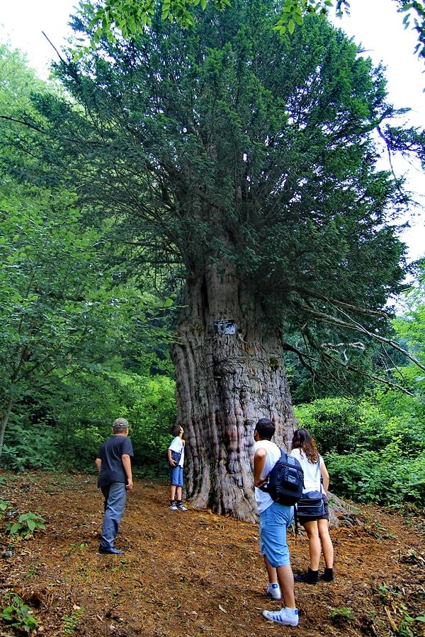 8. 4112 Yaşındaki Porsuk Ağacı / Gümeli / Zonguldak