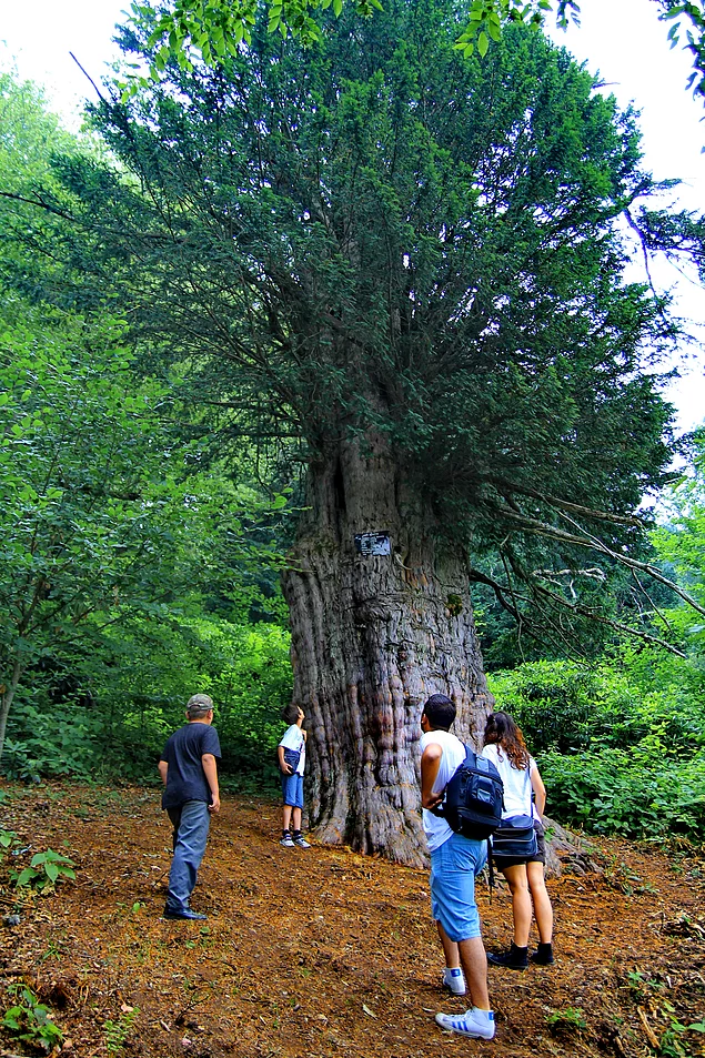 4112 Yaşındaki Porsuk Ağacı / Gümeli / Zonguldak