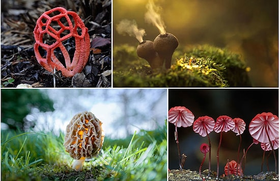 19 Muhteşem Fotoğrafla Renkli Mantarların Sihirli Dünyası