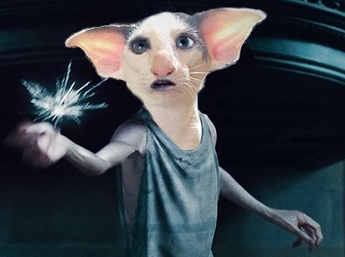 Ama bir gören ona Dobby diye seslenmemek için kendini zor tutuyor.