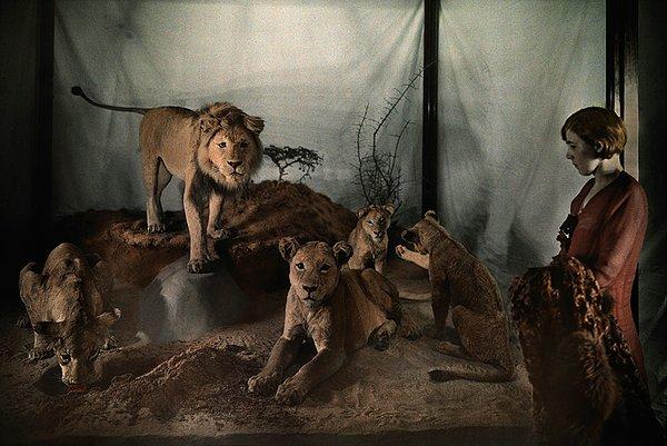26. Bir müzedeki aslanları inceleyen kadın.