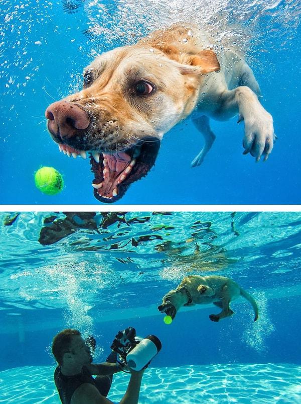 8. Su altındaki köpek.