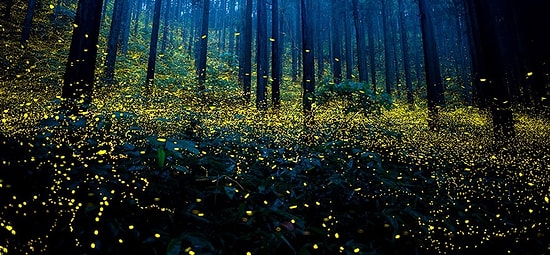 Сюрреалистичные фото японских светлячков заставят вас трепетать от восторга