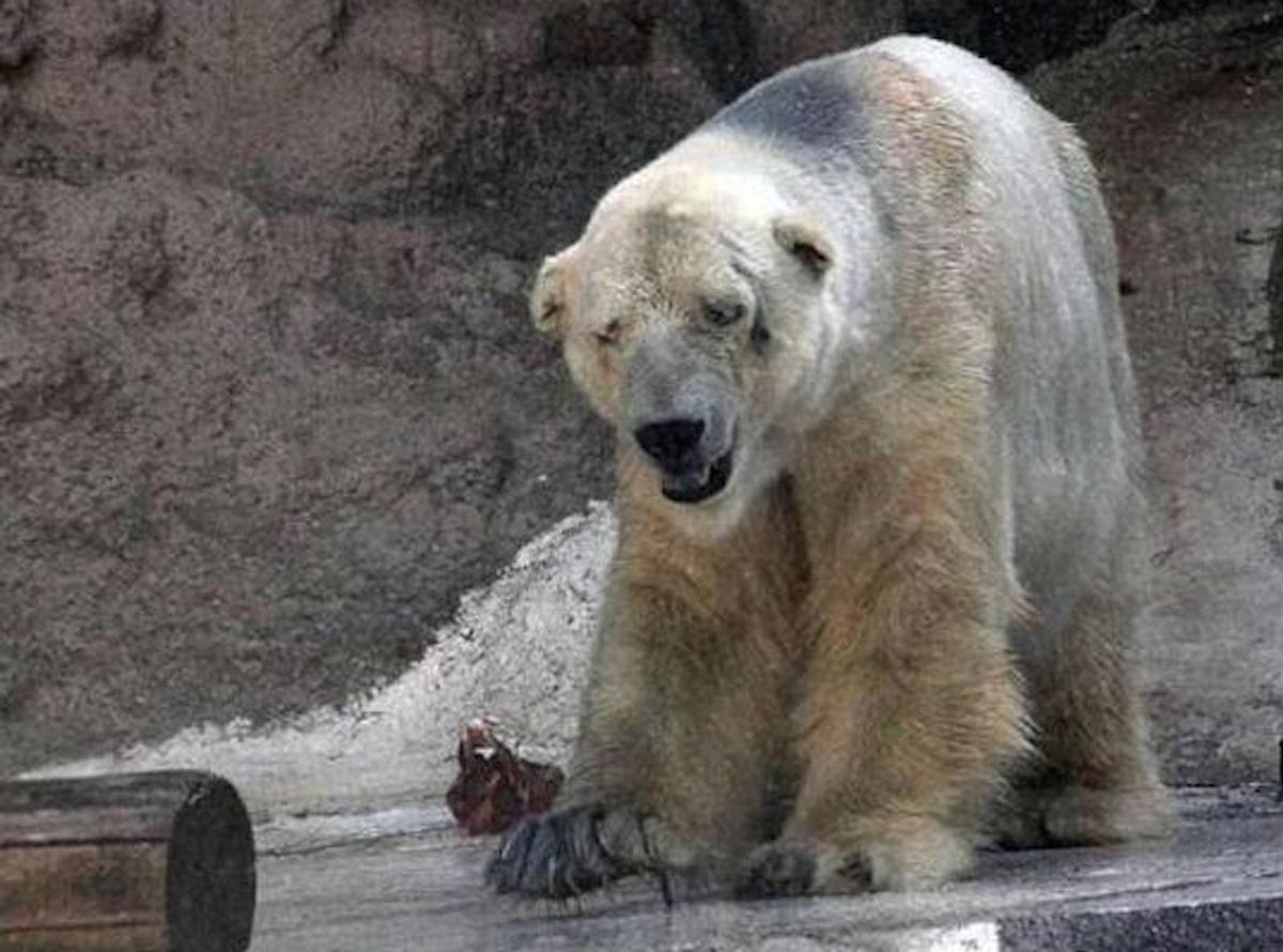 Белый жалко. Белый медведь Артуро. Белый медведь в зоопарке. Медведь в зоопарке.