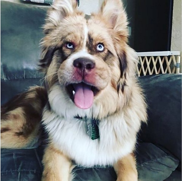 7. Собаки и кошки любят лазить носами в кусты. Гораздо реже, но куда более опасно, если собака проглатывает пчелу. В этом случае непременно нужно обратиться к ветеринару!