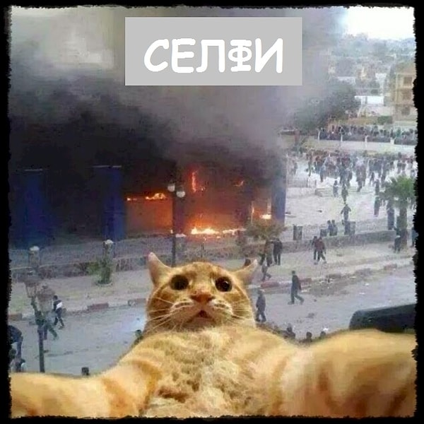 12. Этого котейку не нужно спасать