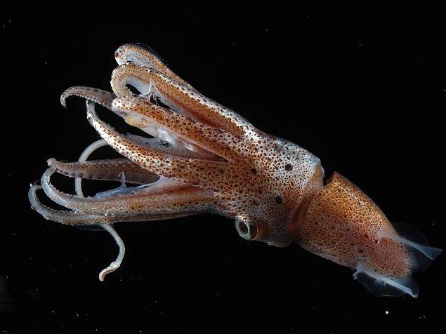2. The octopus, squid, and cuttlefish are integrated into the coleoid sub-class of the mollusks. and their evolutionary history is believed to date back over 500 million years.