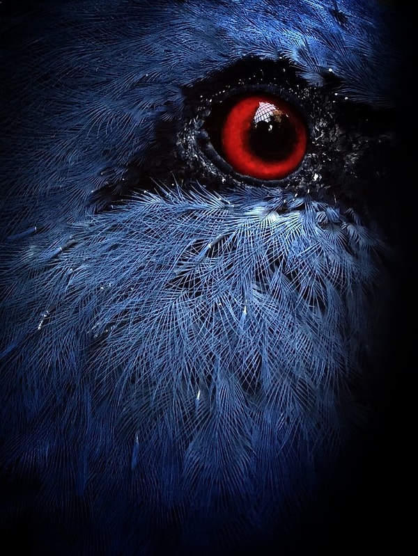 9. Особое упоминание в категории Животные - Таня Лу