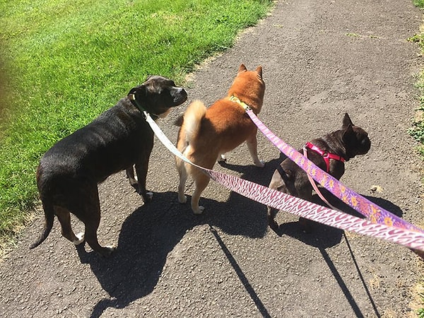 3. Он тут же разместил на Facebook объявление для игроков в Pokemon Go с просьбой брать с собой на прогулку собак