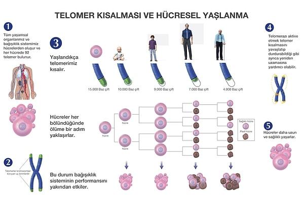 4. Telomer ya da  uzunluğu ölümsüzlüğün anahtarı mı?