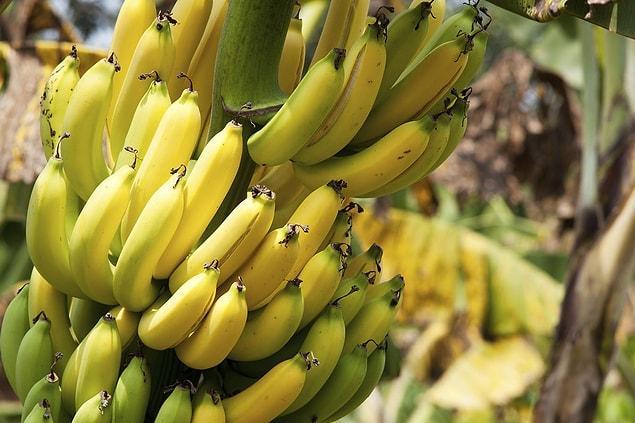 8. Bananas don't grow on trees. The banana plant happens to be big and looks like a tree.