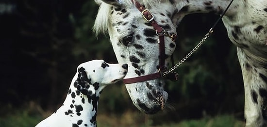 18 пар животных, похожих друг на друга как две капли воды