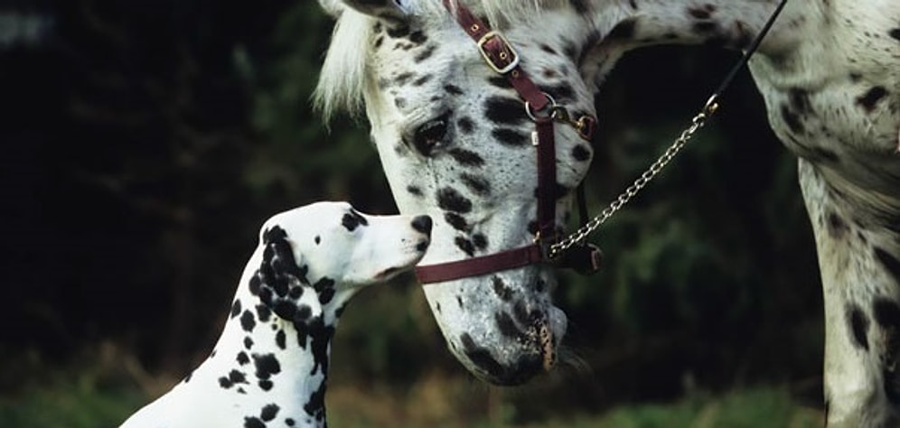 18 пар животных, похожих друг на друга как две капли воды