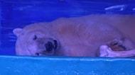 Çin'de Kutup Hayvanlarının Hapishanesine Dönüşmüş Dünyanın En Mutsuz Hayvanat Bahçesi