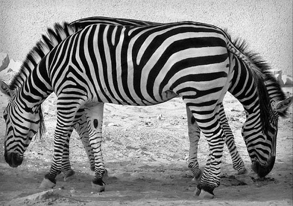 13. İki Başlı Zebra