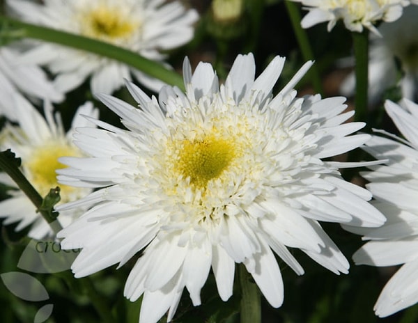 4. «Я хранила себя до брака. Мой бывший убедил меня, что единственный способ сохранить наши отношения – это заняться сексом. Через пять дней после того, как это случилось, мы расстались. Я была разбита. А ему, похоже, все равно. Я не знаю, что делать»