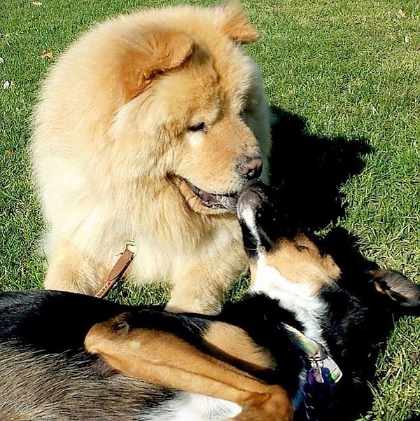 15. Этим двоим пора остановиться!