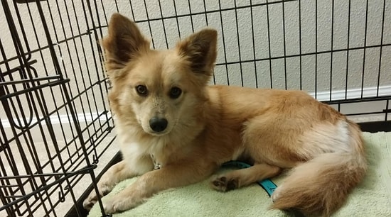 16 фото помеси корги с другими породами растопят ваше сердце