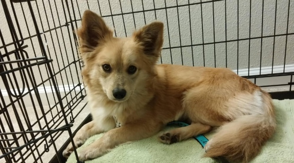 16 фото помеси корги с другими породами растопят ваше сердце