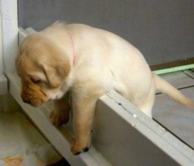 1. This tiny pup got stuck on the door because of his fat belly, now questioning his life!!