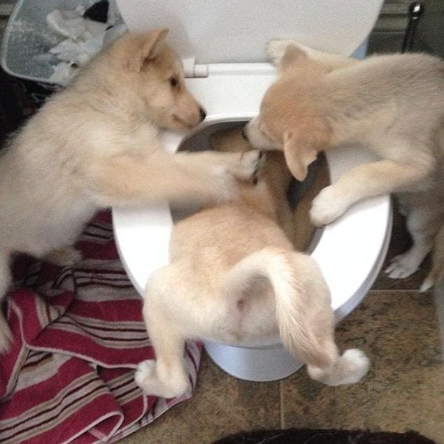 20. Cute puppies looking for gold in the wrong place.