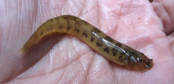 1. Как бы нам не хотелось, паразиты существуют в нашей жизни и иногда влияют на ее качество самым непосредственным образом.