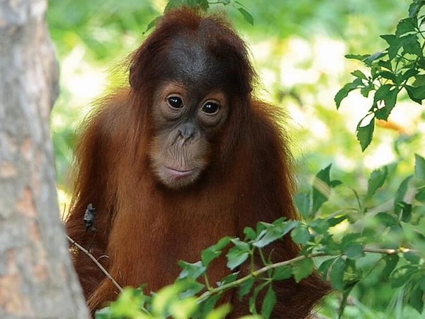 9. "Это не я съел все бананы, честно-честно"