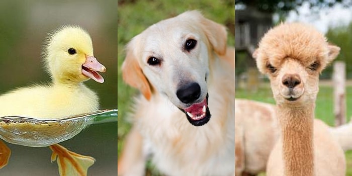 Hayvanlar Hakkında Ne Kadar Bilgilisin?