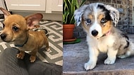 Kısa Bacaklı Corgilerin Diğer Köpek Türleriyle Karışımından Ortaya Çıkan 16 Minnoş