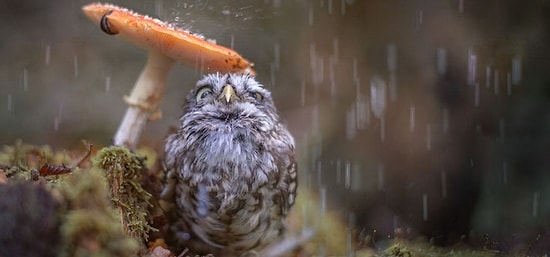 16 гармоничных фото о взаимодействии природы с животными и человеком