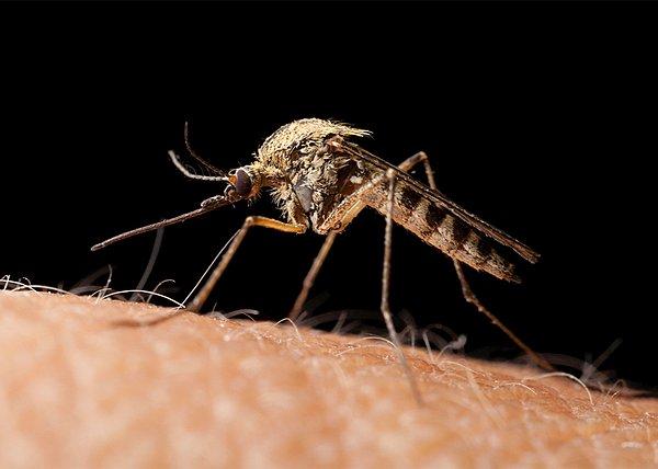 Lanet olası sivrisinek problemiyle karşımamış olan yok gibidir.