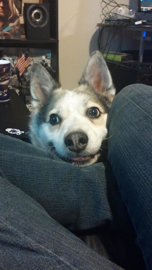 7. "Эй, хозяин, не грусти!"