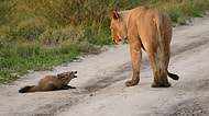 Vahşi Doğa Bir Harika! Bulduğu Yaralı Tilki Yavrusunu Canı Pahasına Koruyan Dişi Aslan