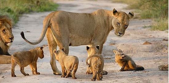 Мама-львица спасла раненого лисенка от хищника-льва