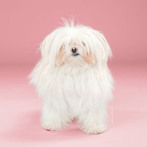 Yuki, Alyson Ogimachi tarafından hazırlandı.