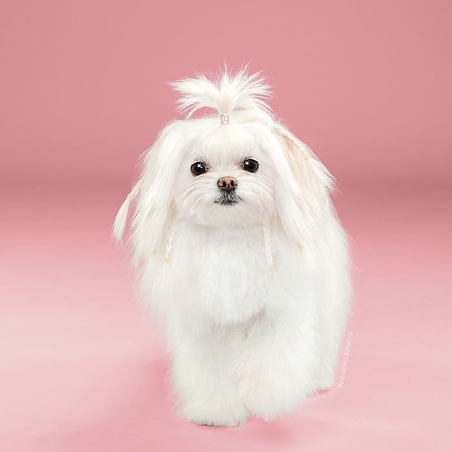 Yuki, Alyson Ogimachi tarafından hazırlandı.