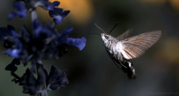 10. Hummingbird Hawk-Moth