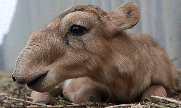 19. Saiga Antelope