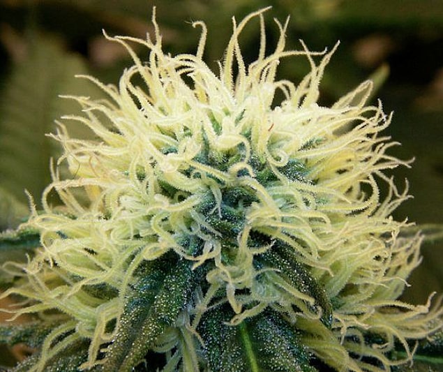 2. Cannabis to keep HIV at bay