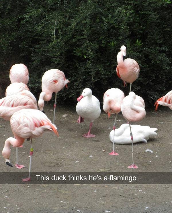 5. Kendini flamingo sanan ördek.