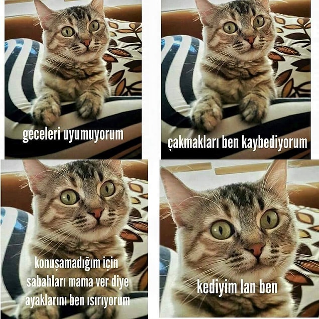 9. Yine kedi