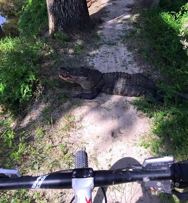12. So you are cycling in the woods and this happened. What would you do?