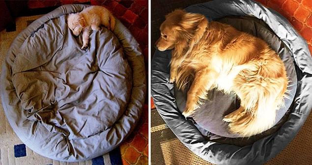 1. As years go by, the only thing he would not give up on was his owner and his bed.